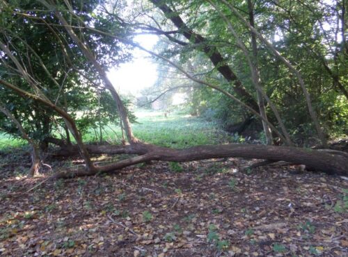 Speelplek Speelbos Oude Antwerpsebaan